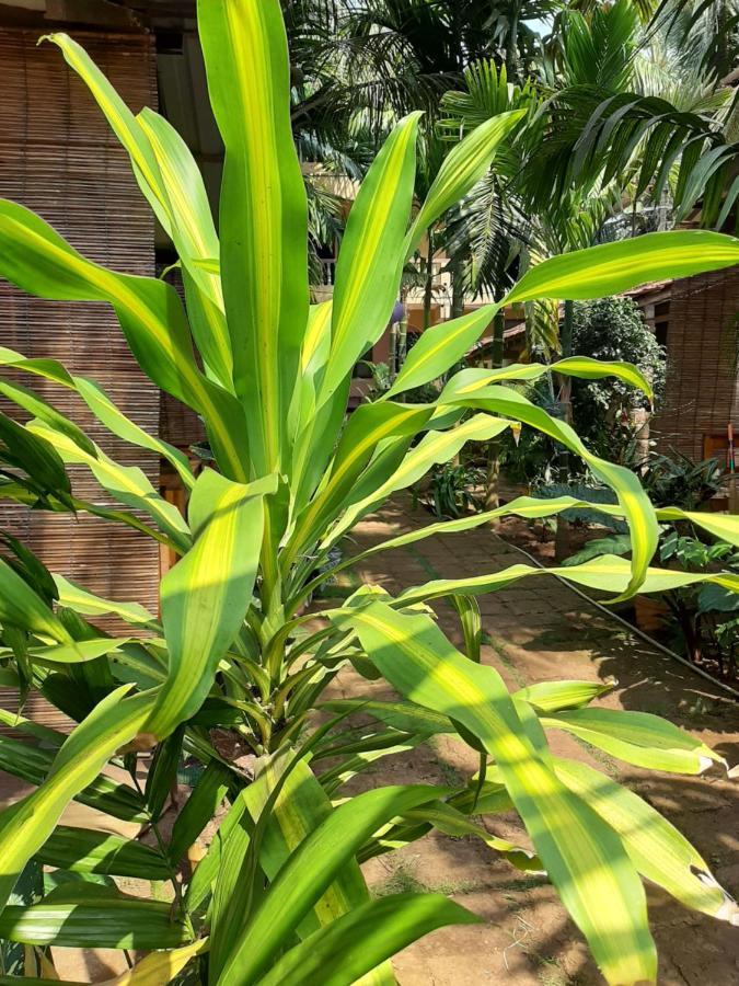 Agonda Holiday Home Ngoại thất bức ảnh